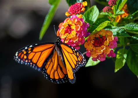 Monarch Butterfly Lantana Blossoms