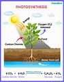 [Class 7] Photosynthesis - Process, Steps, and Important questions