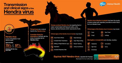 Hendra Virus Infographic Vet In Emerald Gray Street Veterinary Clinic