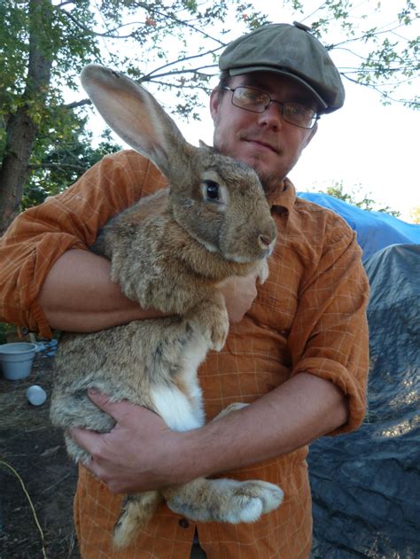 The pug gets along well with children, other dogs, and any household pets. 20 Flemish Giant Bunny Rabbits near Little-Rock, Arkansas ...