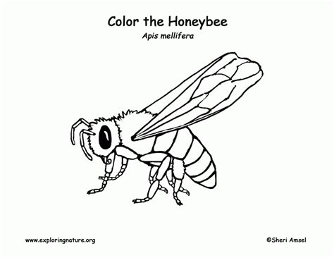 It's a great way to wind down at the end of the day, especially. Coloring Pages Of Honey Bees - Coloring Home