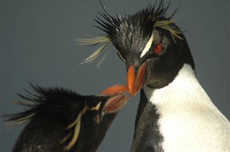 Simply browse an extensive selection of the best small penguin and filter by best match or price to find one that suits you! The Real Penguin of Madagascar - National Geographic Blog