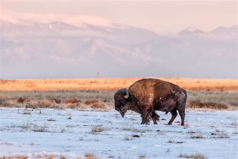 Lone Bison Rocky Mountain Arsenal National Wildlife Refuge Flickr