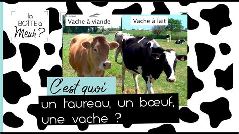 Boîte à Meuh Cest Quoi La Différence Entre Un Taureau Un Boeuf Et Une Vache Youtube