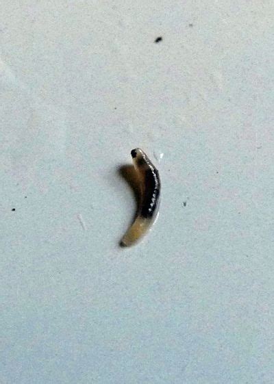 Black Maggot Like Worms In House Profuse Blogger Picture Library