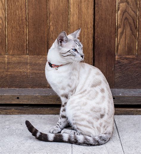 Bengal Cat Cat Breed Selector