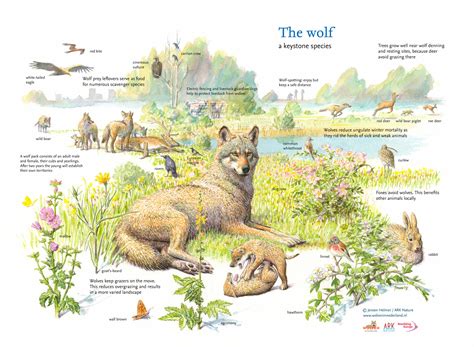 Keystone Species And Their Role In Rewilding Rewilding Europe