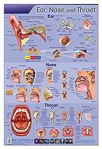 Amazon Com Ear Nose Throat Anatomy Poster 24x36inch Otolaryngology