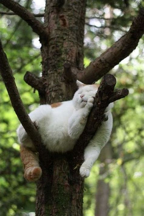 Sleeping In The Trees Beautiful Cats Cute Animals Cute Cats