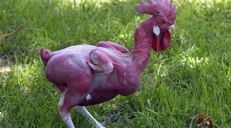 異種交配によって作り出された羽の無い鶏 Weird Featherless Chickens animal Pinterest Roosters and Chicken