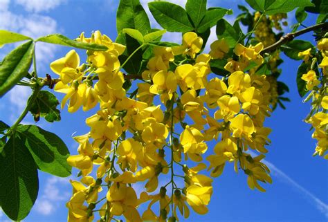 10 Flores Amarelas Para Ter No Seu Jardim Casa Claudia