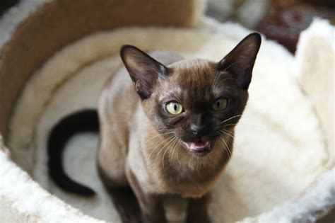 20 Fun Facts You Didnt Know About Burmese Cats