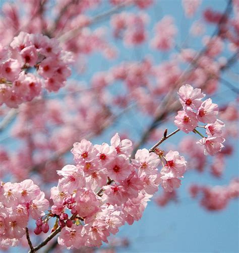 11 Most Brilliant Cherry Blossoms In Japan