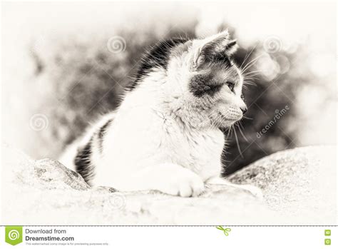 Closeup Of Domestic Cat Prowling On A Rock Stock Image Image Of