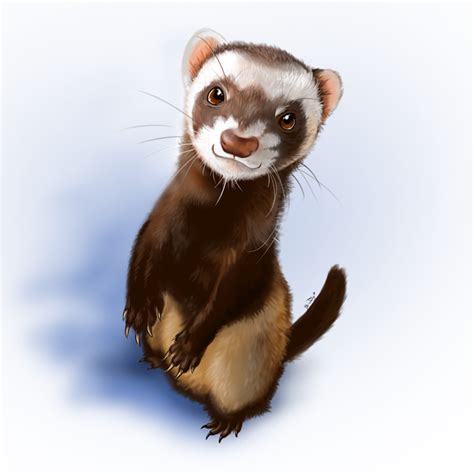 Pin On Ferret Designs