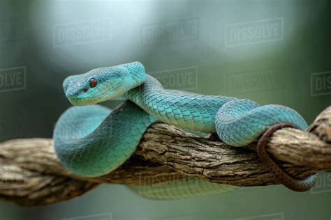 White Lipped Island Pit Viper On A Branch Indonesia Stock Photo