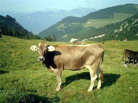 Austrian Cow Ken Ritley