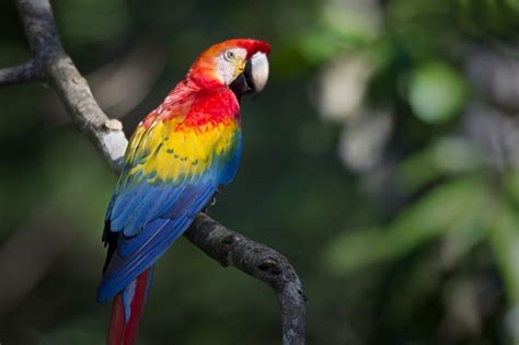 Scarlet Macaw Facts Care As Pets Housing Feeding Pictures Singing