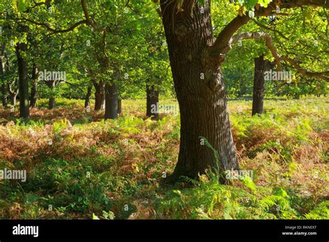 Oak Trees In Richmond Park England Stock Photo Alamy