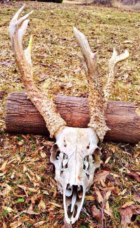 Shedsdead Heads By Adam Whitetail Deer Deer Deer Camp