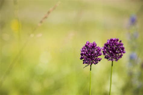 Purple Flowers In A Meadow Stock Photo Image Of Plant 73670568