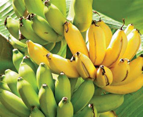 Organic Banana Yelakki Greendna India