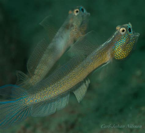 Vanderhorstia Sp Shrimp Goby The Three P Underwater Macro