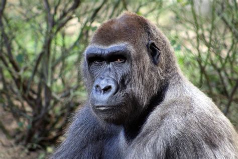 Cientistas Descobrem Como Parasita Mortal Passou De Gorilas Para