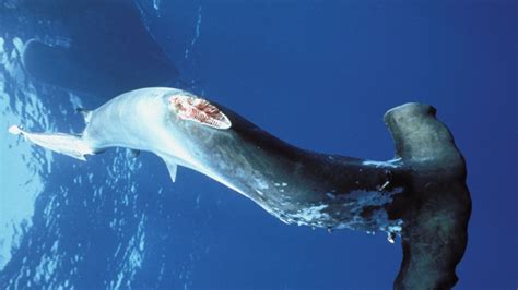 Failing To Protect Hammerhead Sharks From Finning Costa Rica Al Jazeera