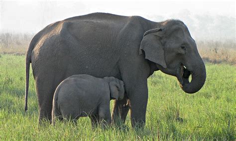 By venkat | april 24, 2015. Photo Galleries | WWF India