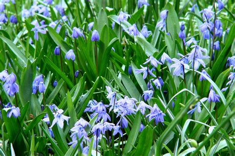 Its beauty is at its peak during spring but other species bloom in late summer or fall. Sterhyacint (Scilla bifolia, Scilla siberica) | Stinze Stiens