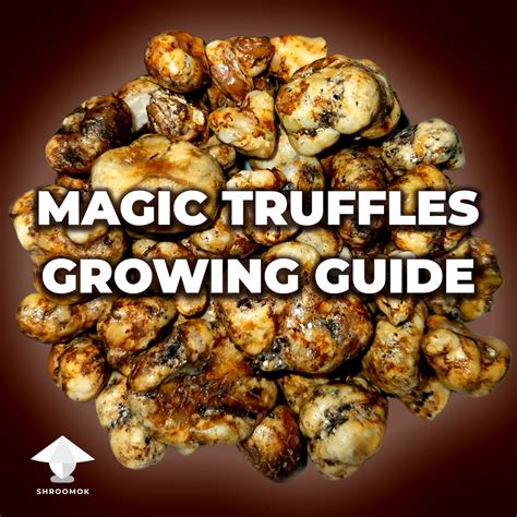 How To Grow Magic Truffles Eg Psilocybe Tampanensis Or Mexicana