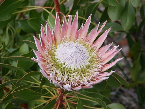 The 'flower' is actually a cluster of . A rainha das próteas: Protea cynaroides ou prótea-real