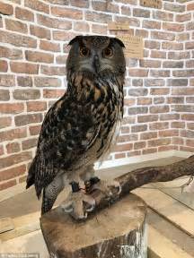 Do You Know How Long An Owls Legs Are Daily Mail Online