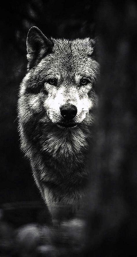 Black Wolf Wallpapers Pinterest Wolf Wallpaperspro Iphone
