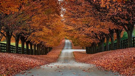 Hd Wallpaper Autumn Road Fence Foliage Leaves Tree Nature Tree