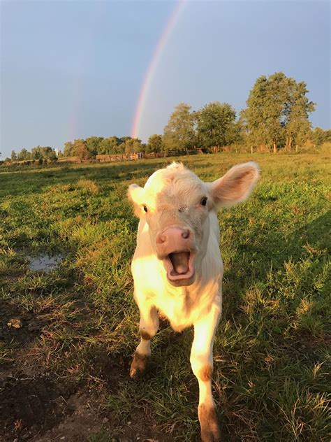 Happy Cow And Rainbow Pics