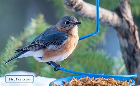 How To Attract Bluebirds To Mealworms 9 Striking Tips