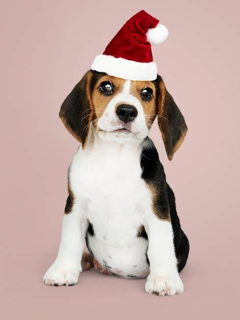 Free Psd Adorable Beagle Puppy Wearing A Santa Hat