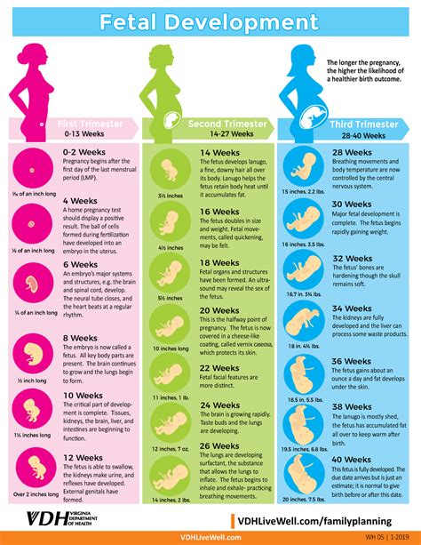 Fetal Development Chart 12 18 18 1 Vdhlivewell Vdhlivewell