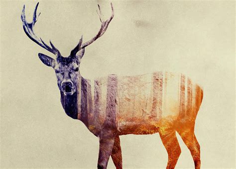 Double Exposure Animals By Andreas Lie Scene360