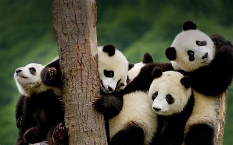 Baby Pandas Wallpapers Wallpaper Cave