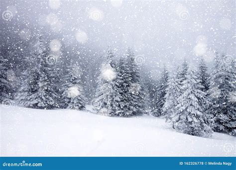 Snow Covered Fir Trees In Heavy Snowfall Christmas Background Stock