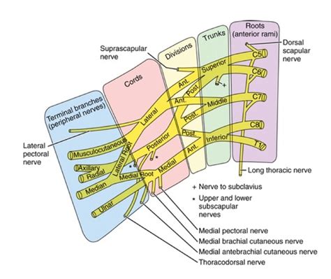 Brachial Plexus Injury Flashcards Quizlet