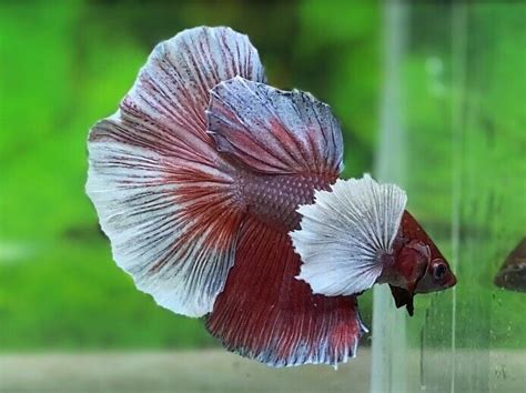 Live Betta Fish Male Halfmoon Lavender Dumbo Ears Video In Description