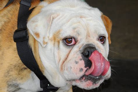English Bulldogs Skin Irritations | English Bulldog Puppies on Sale