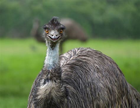 Do Emus Make Good Pets What You Need To Know Pet Keen