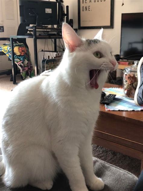 Psbattle This Yawning Cat Photoshopbattles