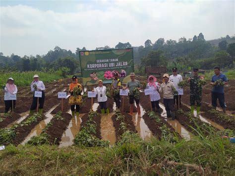 Kementan Terus Dorong Pengembangan Ubi Jalar Berbasis Korporasi Sejahterakan Petani Di