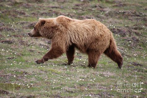 Brown Grizzly Bear Walking Photograph By Marisa Meisters Pixels